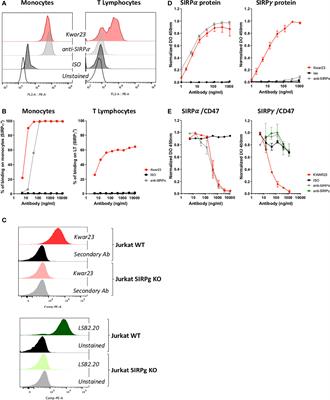 SIRPγ-CD47 Interaction Positively Regulates the Activation of Human T Cells in Situation of Chronic Stimulation